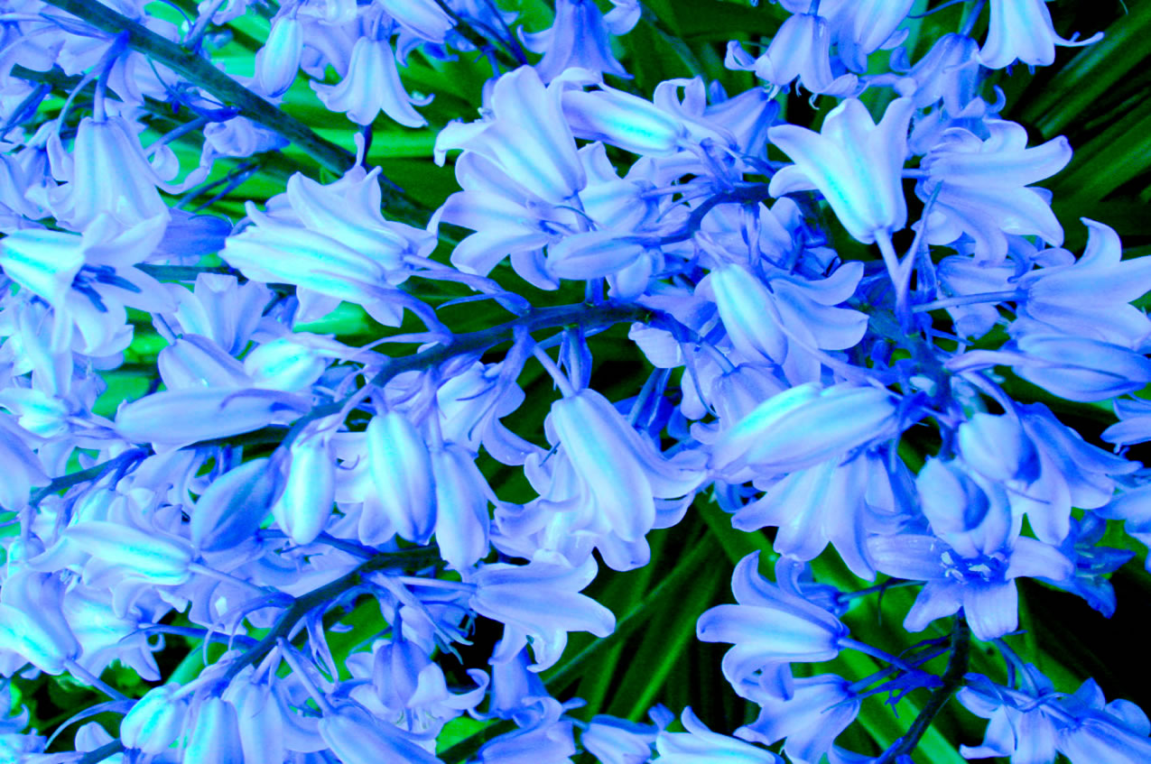 Images